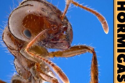 Descubriendo que comen las hormigas en su habitat natural en un primer plano macro de la cabeza, antenas y mandíbulas sobre fondo azul