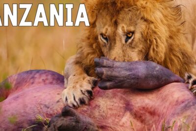 León adulto alimentándose de una gran presa en la hierba, descubriendo que comen las termitas una profunda inmersion en la dieta de estos insectos sociales