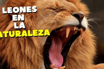 León macho rugiendo con la boca abierta y colmillos visibles, descubriendo que comen los leones en su habitat natural