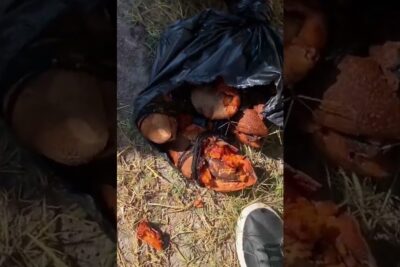Bolsa negra con frutos naranjas partidos sobre la hierba, escena para descubriendo que comen los nahuales mitos leyendas y realidad