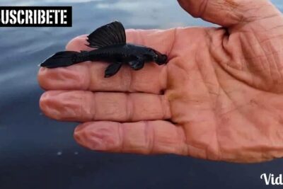 Mano sosteniendo un pequeño pez negro sobre agua, descubriendo que comen los peces en su habitat natural