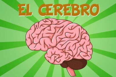 Ilustración de un cerebro rosa sobre fondo verde con el texto 'El cerebro', descubriendo que comen los ratones blancos alimentacion necesidades y curiosidades