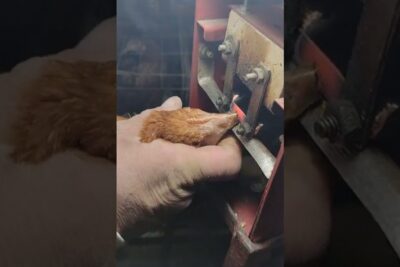 Mano sujetando un pollito mientras se recorta su pico con un instrumento caliente, descubriendo que comen los saltamontes una guia completa