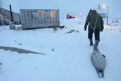 Persona arrastrando una foca por la nieve en un pueblo ártico que muestra la dieta inuit