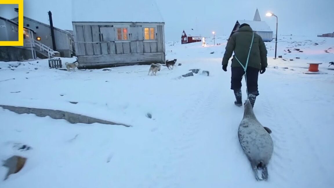 Persona arrastrando una foca por la nieve en un pueblo ártico que muestra la dieta inuit