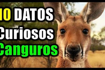 Canguro en primer plano junto al título '10 datos curiosos', el fascinante mundo de la alimentacion de las ardillas descubre de que se alimentan estos adorables roedores