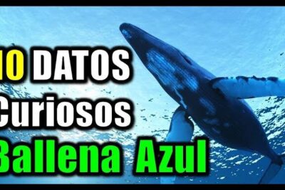 El fascinante mundo de la alimentacion de las ballenas de que se alimentan realmente mostrado por una ballena azul nadando bajo la superficie del océano.