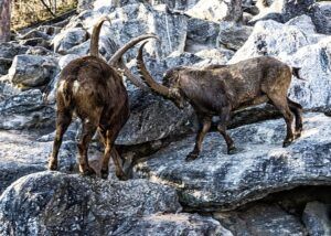 Dos íbices enfrentados sobre rocas que evocan el significado de capricornio en astrologia.