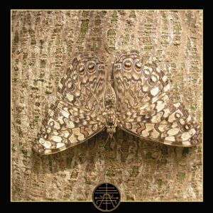 Mariposa de tonos beige y marrón con complejos ojos y patrones sobre corteza, el significado de un tatuaje de mariposa en el cuello 1