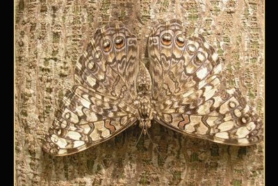 Mariposa de tonos beige y marrón con complejos ojos y patrones sobre corteza, el significado de un tatuaje de mariposa en el cuello 1