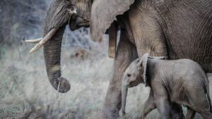 Madre elefante y cría en la naturaleza evocando el significado del tatuaje de elefante hindu importancia cultural