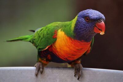 Loro multicolor posado con cabeza azul índigo y plumaje vibrante que evoca el simbolismo color indigo.
