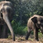 El simbolismo del elefante: descubre su significado