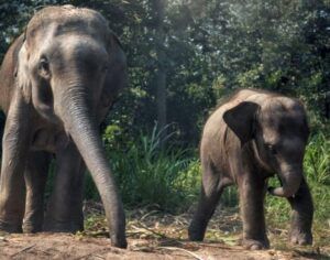 Dos elefantes, un adulto y un joven, caminando juntos en un bosque; el simbolismo del elefante descubre su significado