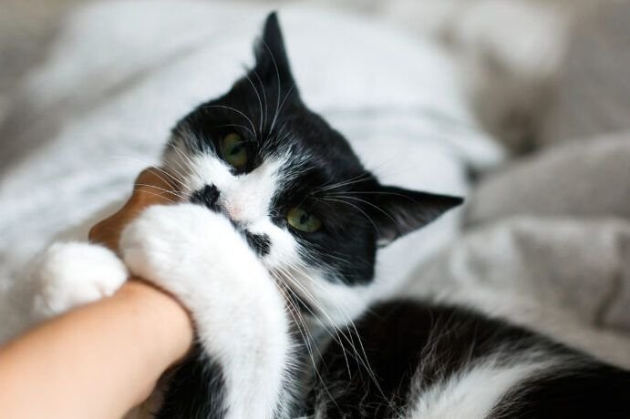 es malo cortar los bigotes de un gato o un perro descubre las consecuencias