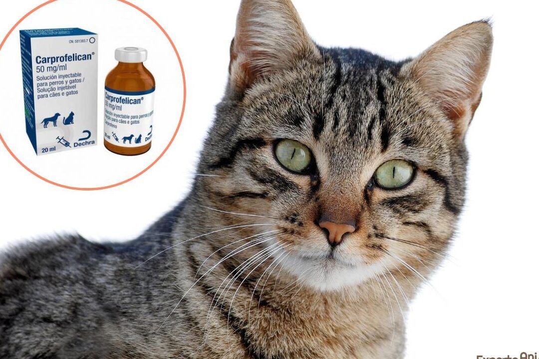 Gato mirando junto a un frasco de medicamento veterinario; es peligroso esnifar ibuprofeno para gatos