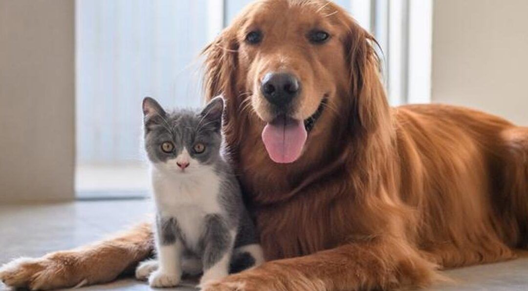 Perro grande y gatito juntos como imagen ilustrativa sobre es seguro combinar ibuprofeno y paracetamol en perros descubre la respuesta aqui