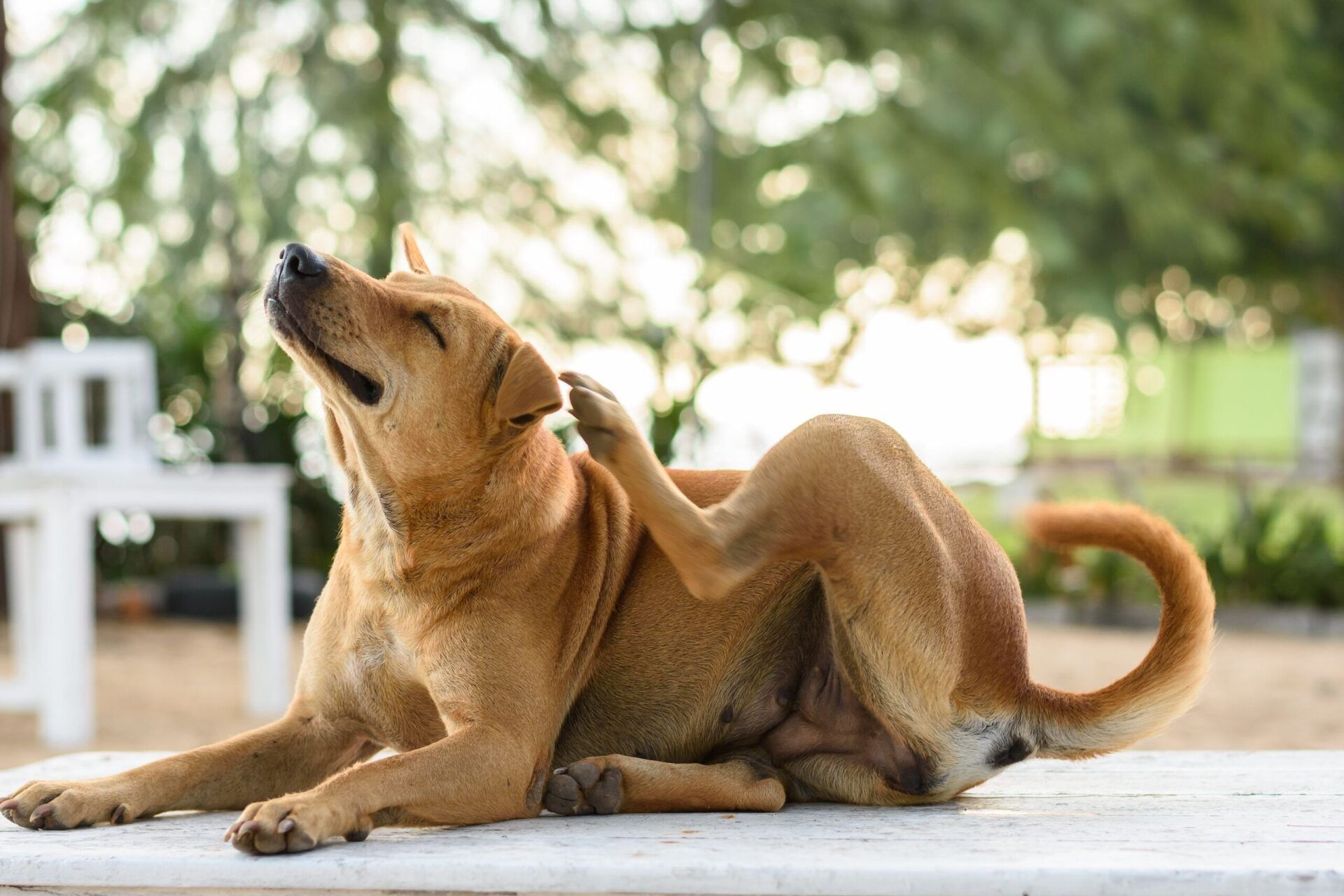 Es seguro darle paracetamol a mi perro descubre todo lo que debes saber, perro marrón rascándose sobre una mesa blanca en un jardín