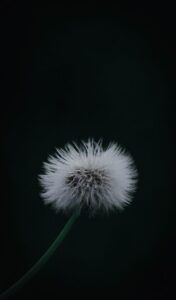Diente de león blanco en macro sobre fondo oscuro que evoca evolucion arganda rey historia cambios