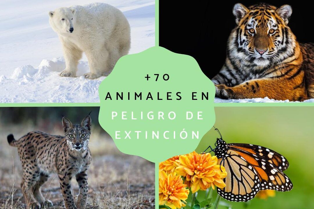 Collage de animales en peligro de extinción con oso polar, tigre, lince y mariposa monarca, faltar al trabajo en chile por 3 dias descubre las consecuencias aqui