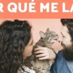 ¿Qué sucede si un gato se lame la pipeta? Descubre las posibles consecuencias