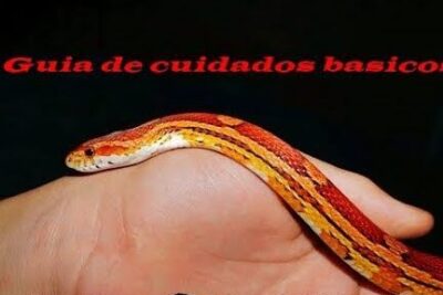 Serpiente bebé descansando sobre una mano humana, guia completa sobre la alimentacion de las serpientes bebes de que se alimentan y como cuidarlas