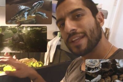 Hombre junto a un acuario con varias tortugas y fotos de referencia para una guia completa sobre la alimentacion de las tortugas kinosternon