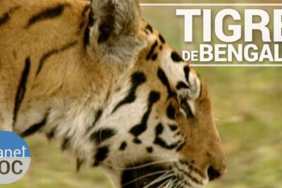 Perfil cercano de un tigre de bengala en su hábitat, guia completa sobre que comen los tigres en su habitat natural