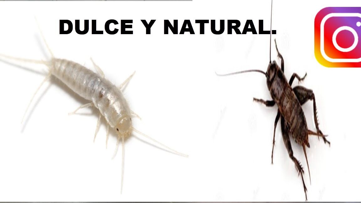 Insectos que se comen la ropa como identificar prevenir y eliminar esta plaga, dos insectos sobre fondo blanco: un pececillo de plata claro con antenas y apéndices caudales y un grillo oscuro con patas traseras desarrolladas