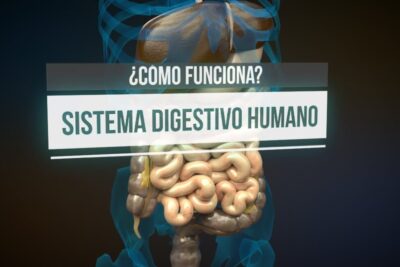 Ilustración 3D del abdomen que muestra cómo el intestino funciona dentro del sistema digestivo