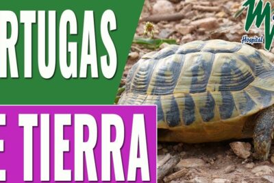 La alimentacion de las tortugas terrestres todo lo que necesitas saber en una tortuga terrestre sobre suelo rocoso con caparazón marcado