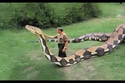 Hombre junto a una serpiente gigante en un área verde, la alimentacion de los hipopotamos descubre su dieta y habitos alimenticios