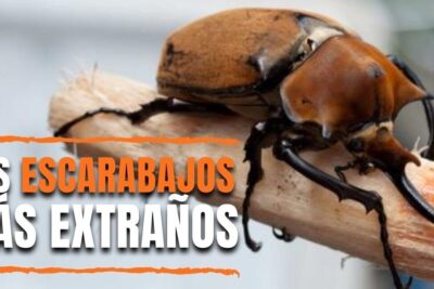 Primer plano de un escarabajo rinoceronte marrón sobre una rama que ilustra la dieta de los escarabajos que comen estos fascinantes insectos.