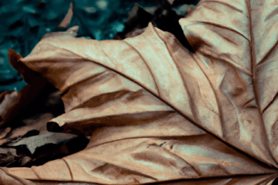 Hoja seca y arrugada sobre suelo otoñal que evoca la importancia de una hoja blanca en un asilo y que hacer si esta caducada
