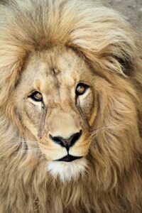 Primer plano de un león con melena dorada simbolizando leo astrologia significado caracteristicas personalidad