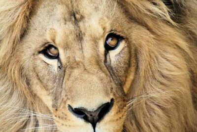 Primer plano de un león con melena dorada simbolizando leo astrologia significado caracteristicas personalidad