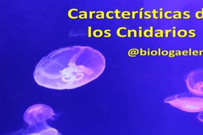 Medusas translúcidas de color púrpura sobre fondo azul ejemplificando los cnidarios