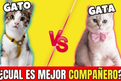 Portada comparativa de dos felinos con arnés y lazo neJZfYJLxfs
