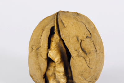 Nuez en cáscara agrietada con textura rugosa, nuez moscada caducada es seguro utilizarla.