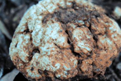 Masa terrosa blanca y marrón en el suelo entre hojas, oxandrolona caducada deberias usarla o tirarla