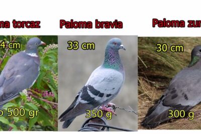 Comparativa de palomas torcazas con paloma bravía y paloma zurita mostrando tamaño y peso