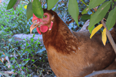 Gallina marrón bajo hojas verdes, imagen ilustrativa para el tema pollo que huele mal pero no esta caducado que podria estar pasando.