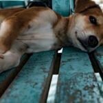 ¿Por qué mi perro está vomitando sangre? Descubre las posibles causas aquí