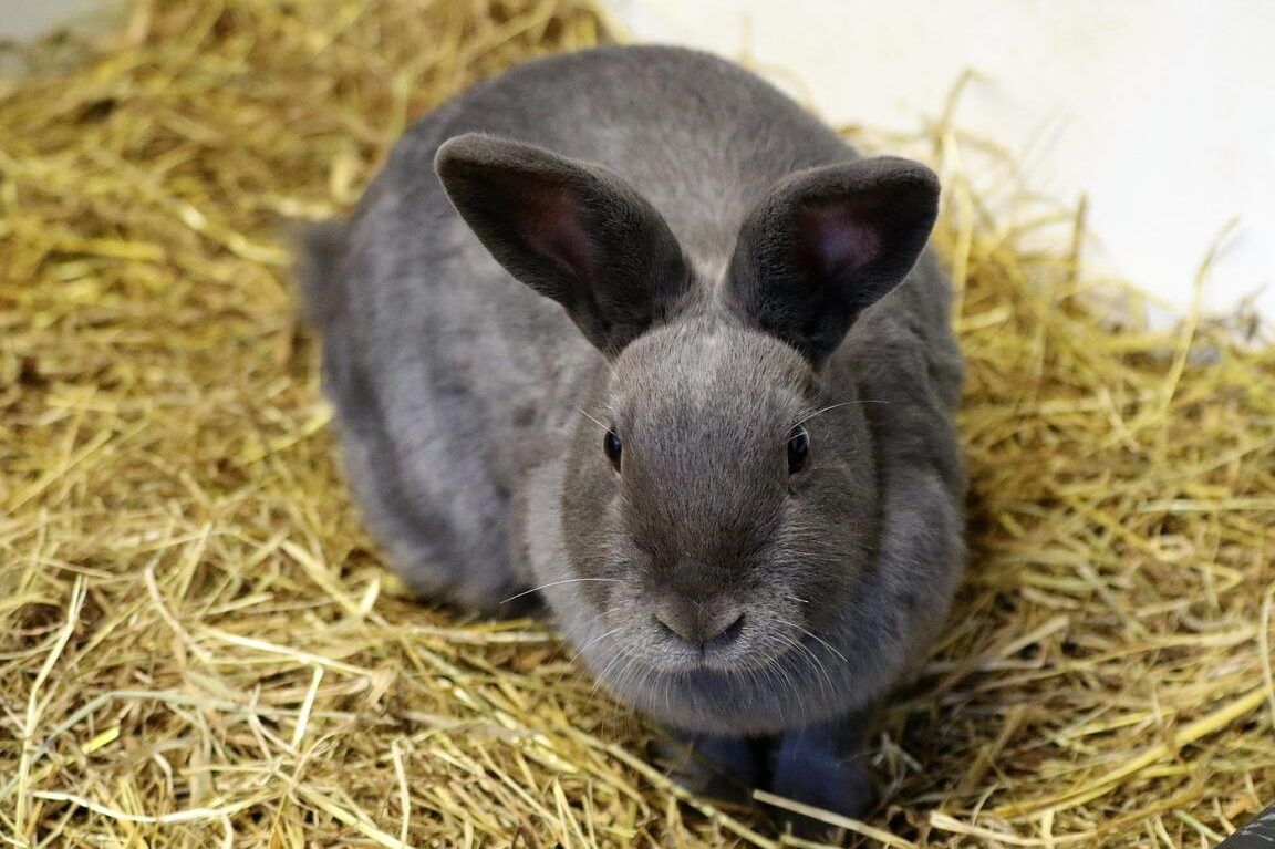 Conejo gris sentado sobre cama de paja mirando al frente por que sale orina con sangre descubre las posibles causas aqui