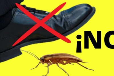 Zapato con una cruz roja sobre él y una cucaracha sobre fondo amarillo indicando que animales comen cucarachas descubre a los depredadores de estos insectos