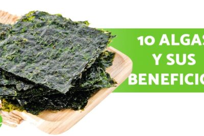 Láminas de algas secas sobre bandeja con texto informativo que comen las algas guia completa sobre la alimentacion de las algas