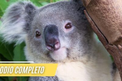 Koala en primer plano entre hojas y rama que comen las ardillas bebes descubre la dieta ideal para estas pequenas criaturas