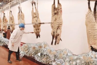 Operario revisa carcazas y montones de lana en sala industrial, que comen las borregas descubre la alimentacion ideal para tu rebano