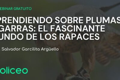 Cartel de webinar sobre plumas y garras mostrando un ave rapaz en vuelo y texto promocional, que comen las gaviotas descubre la dieta de estas fascinantes aves marinas