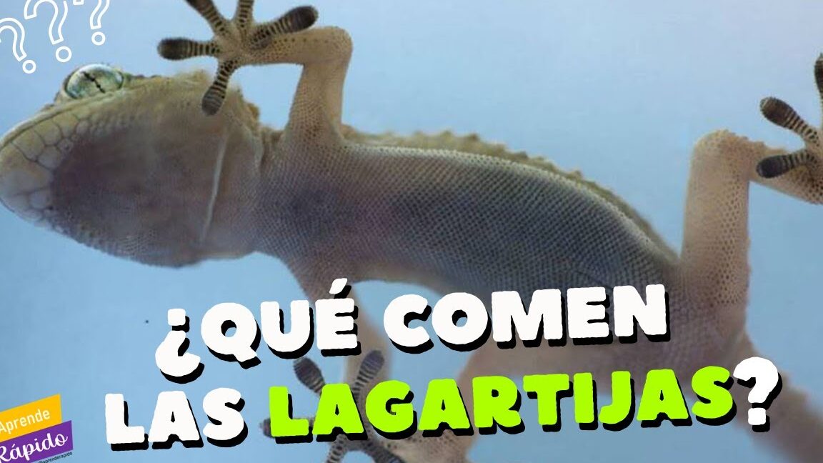 Lagartija vista desde abajo sobre vidrio con texto informativo que comen las iguanas bebes descubre la alimentacion ideal para tus pequenas mascotas
